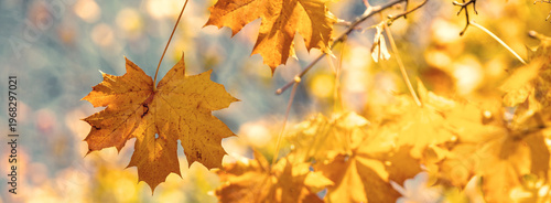Maple branch with yellow leaves in the autumn park. Nature background