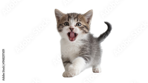 Billede på lærred Playful tabby kitten with wide open mouth emitting a joyful meow, isolated on tr