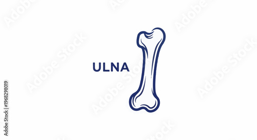 A simple blue line drawing of the ulna bone, with the word "ULNA" in blue