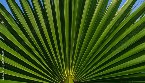 Close-up view of a fan-shaped green palm leaf against a bright blue sky, showing intricate ribbing details and vibrant color