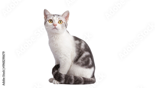 Fotografía Elegant silver tabby cat sitting attentively with focused amber eyes, gracefully