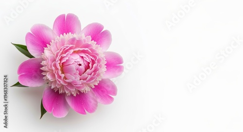 Delicate Pink Peony Bloom on a Soft White Background, Capturing the Essence of Floral Elegance