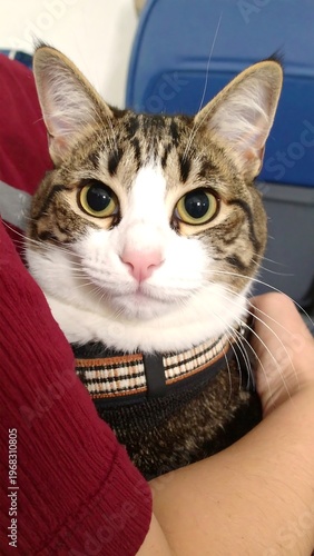Close-up shot of a tabby cat being held by a person. The feline has big, bright eyes and wears a harness