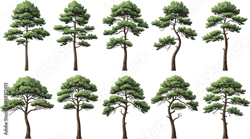 Set of realistic pine tree illustrations with green needles and textured brown trunks isolated on white background for forest landscape and nature design.