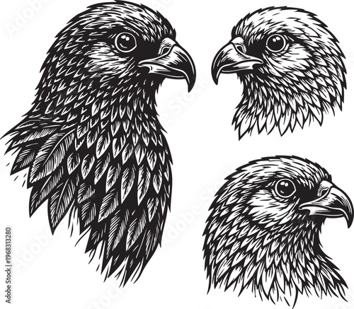 A collection of three detailed hand drawn illustrations depicting the heads of predatory birds
