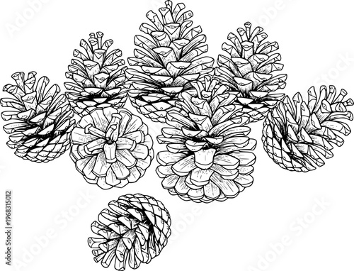 Hand Drawn Pine Cones Arrangement Black and White Background pinecone nature