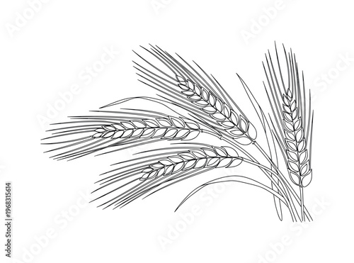 Barley Grain. Minimalistic one-line drawing barley heads with individual grains visible, continuous single black line on white background, simple outline