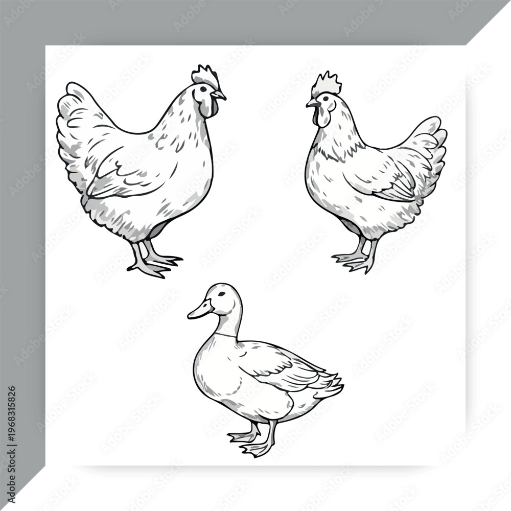Fototapeta premium Hand drawn chicken and duck farm animals sketch set vector illustration isolated on white background