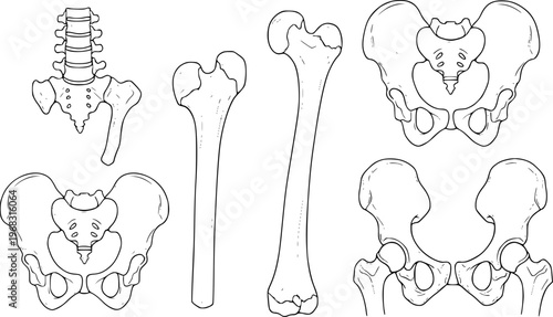 Human Pelvis and Femur Bone Anatomy Line White Background skeleton