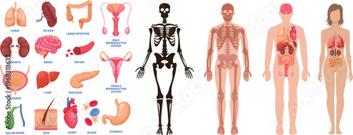 Human Internal Organs and Body Anatomy Systems Collection with Skeleton and Vital Organs Set