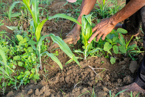 Slika na platnu Close-up of farmer hands manual weeding organic corn field traditional agricultu