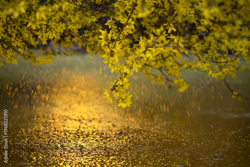 spring golden rain - background wallpaper amazing graphic