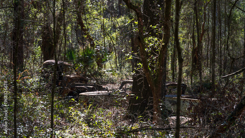 Abandoned vehicles in the Ocala forest