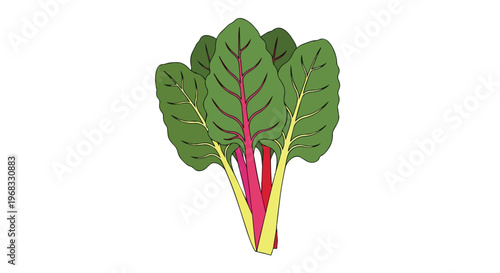 Vibrant rainbow chard bunch featuring bright stalks and lush green leaves on a clean white backdrop illustration