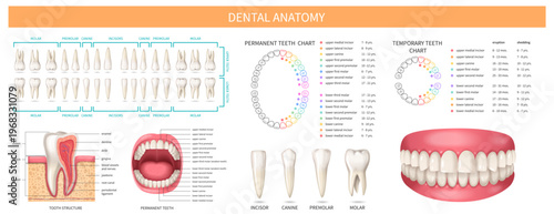 Comprehensive dental anatomy vector set with permanent and temporary teeth charts, tooth structure cross section, and human mouth diagram.