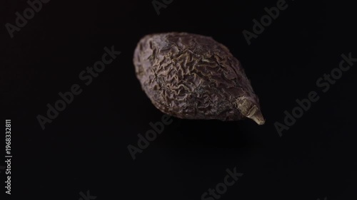 Scaphium affine - Malva nut