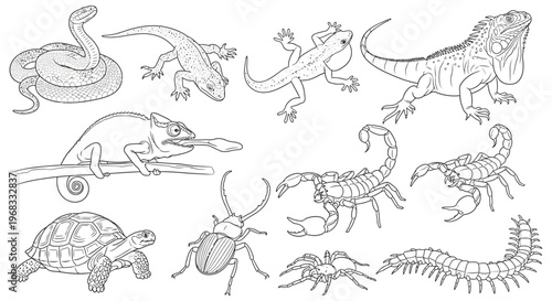 Collection of various reptiles and insects.