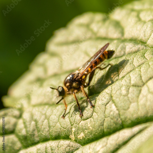 Tableau sur toile Close up of hoverfly on leaf, detailed macro insect with natural light