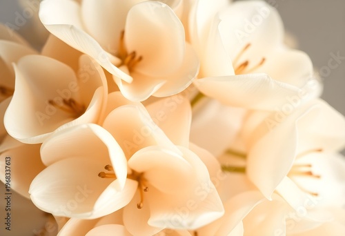 A close-up view of a bouquet of white flowers with yellow stamens in a natural setting