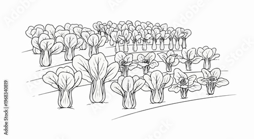 A stylized black and white illustration depicts rows of leafy green vegetables growing on a hillside