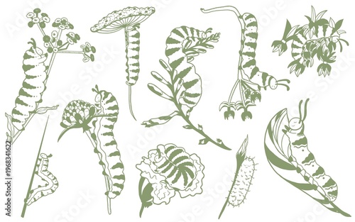 Cuadro en lienzo Green caterpillar illustrations set on white background, garden insects and bota