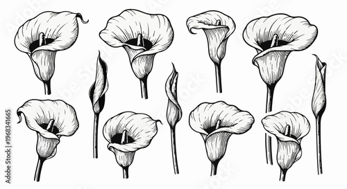 Vintage botanical illustrations of calla lilies in various stages of bloom