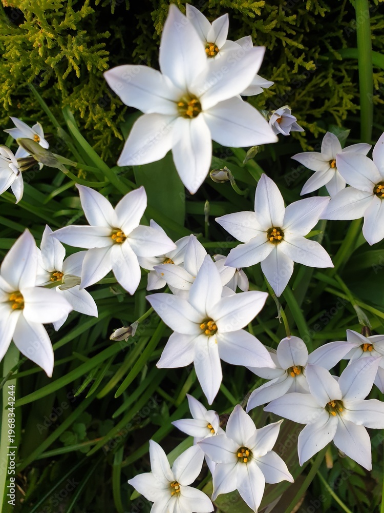 Obraz premium white frangipani flowers