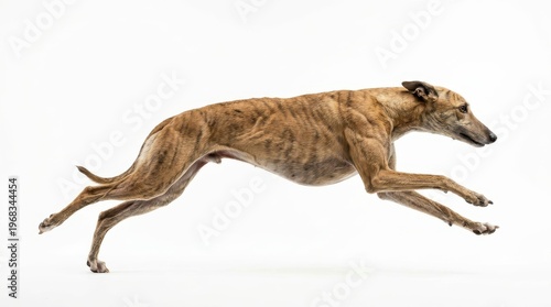 A lean brindle greyhound dog in full stride, captured mid-air with dynamic motion blur against a clean white background, conveying speed and elegance.