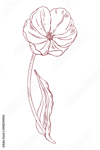 Open tulip, freehand line drawing, doodle, line art, vector