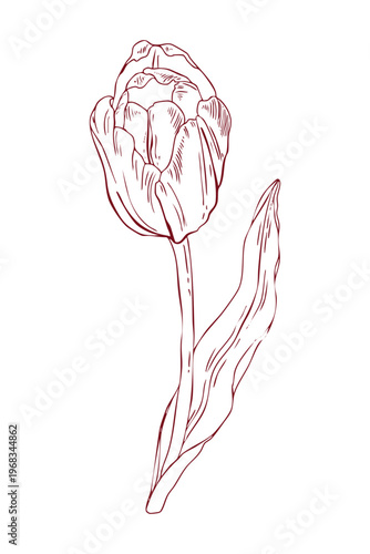Tulip, freehand line drawing, scribbles, linear art, vector
