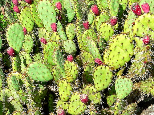 Foto Opuntia dillenii or prickly pear plant with fruits image