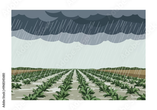 Rainy day over a lush green field with rows of crops, symbolizing agriculture and natural weather patterns