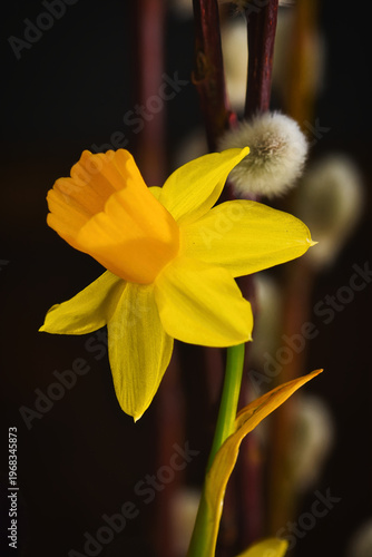 yellow daffodil flower
