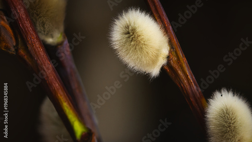 pussy willow catkins
