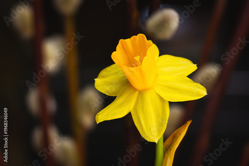 yellow daffodil flower