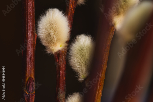 buds of a willow