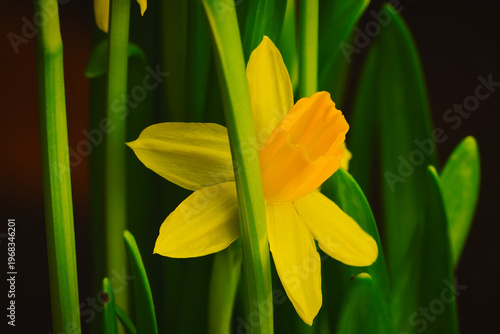 yellow tulip flower