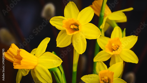daffodils in spring