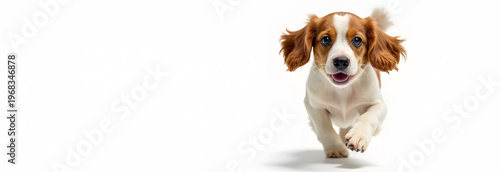 A lively puppy with floppy ears and a joyful expression is running towards the camera against a clean white background, showcasing its playful nature and energy.