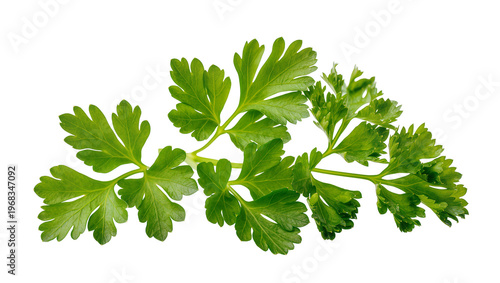 Konstfotografi Vibrant green curly parsley sprig with delicate ruffled leaves, isolated on tran