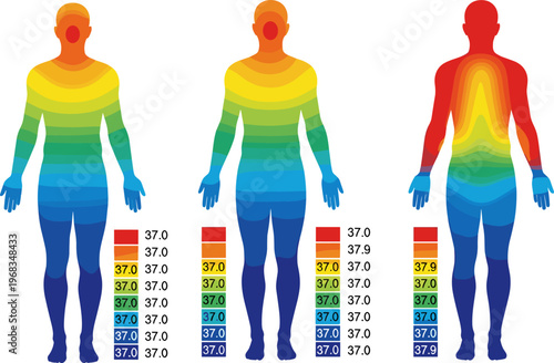 Human body temperature heatmap silhouettes showing thermal distribution front and back view isolated medical infographic vector illustration health  analysis concept