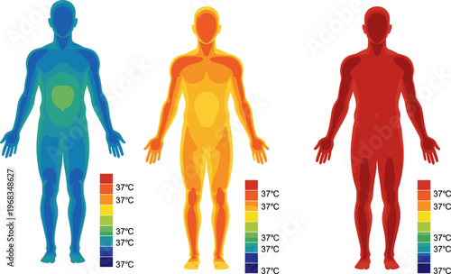 Human body temperature heatmap illustration, thermal distribution concept, cold normal hot zones, medical infographic, healthcare analysis vector design, anatomy visualization