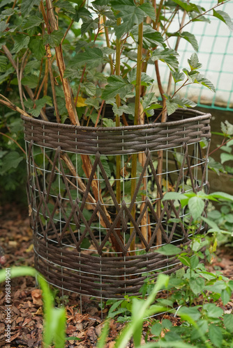 Wicker plant protector rattan cage around shrub in garden bed border