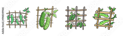 Hand-drawn cucumber plants growing on a wooden trellis in a garden setting