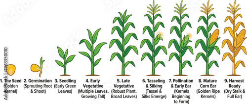 Corn Plant Growth Stages Vector Illustration from Seed Germination to Mature Harvest Ready Maize Crop