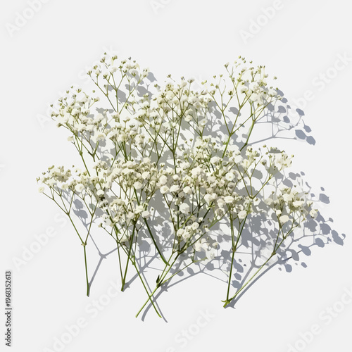Flat lay of dried baby's breath flowers on a surface with shadows
