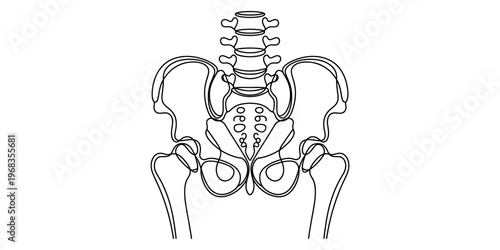 A detailed black and white line drawing of the human pelvic girdle and the lower lumbar spine. Vector, illustration