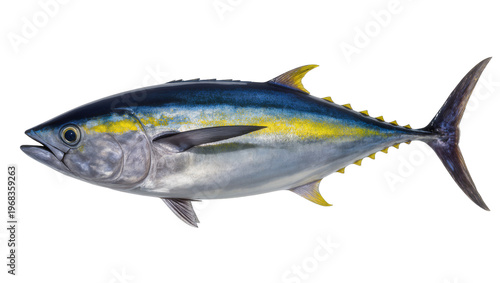 Quadro su tela Vibrant yellowfin tuna swimming gracefully displaying its sleek silver body and