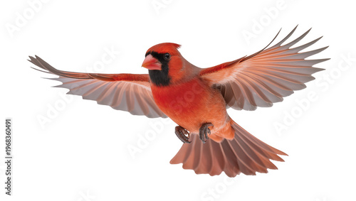 Vibrant male Northern Cardinal in mid-flight with outstretched wings displaying rich red plumage, isolated on transparent background for wildlife designs
