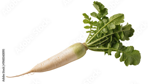 Konstfotografi Fresh daikon radish with vibrant green leaves and a long tapered root, isolated